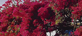 Bougainvillea